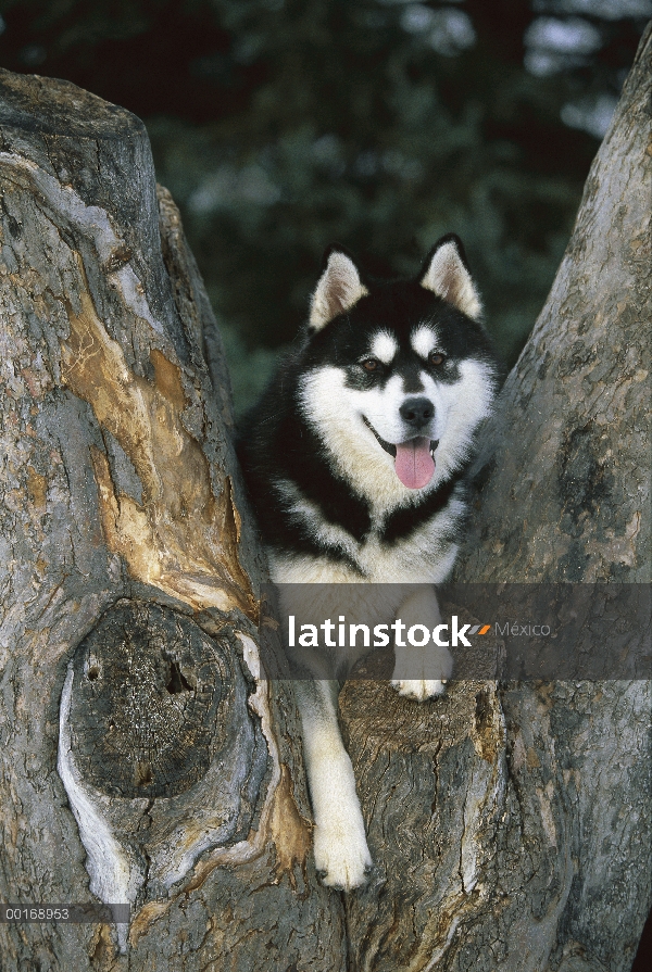 Retrato adulto Husky siberiano (Canis familiaris) en tronco de árbol