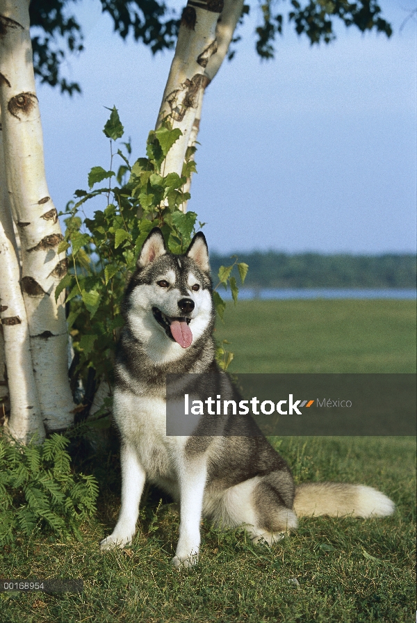 Husky siberiano (Canis familiaris) retrato adultos sentados en el césped bajo abedules