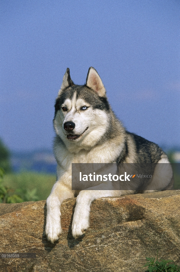 Husky siberiano (Canis familiaris) retrato de un adulto con un ojo azul y un ojo marrón (heterocromí