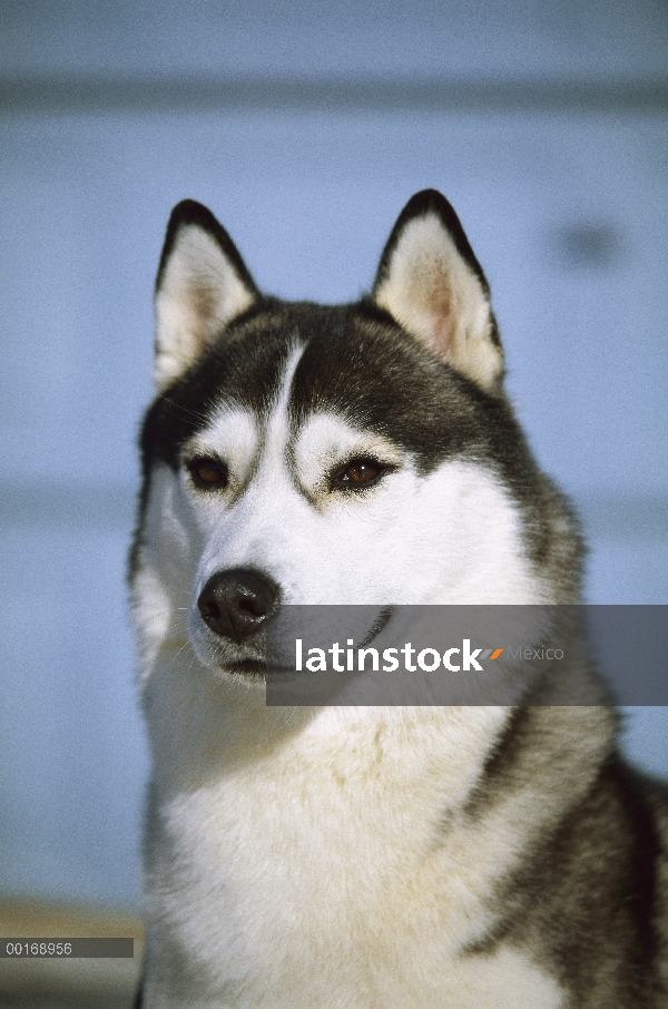 Retrato de adultos primer plano de Husky siberiano (Canis familiaris)