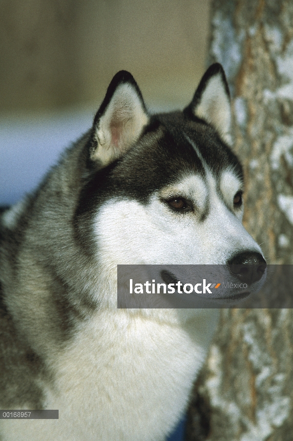 Retrato de adultos primer plano de Husky siberiano (Canis familiaris)