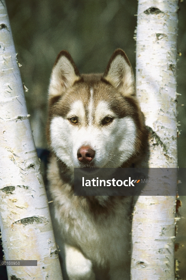 Retrato de adultos primer plano de Husky siberiano (Canis familiaris)