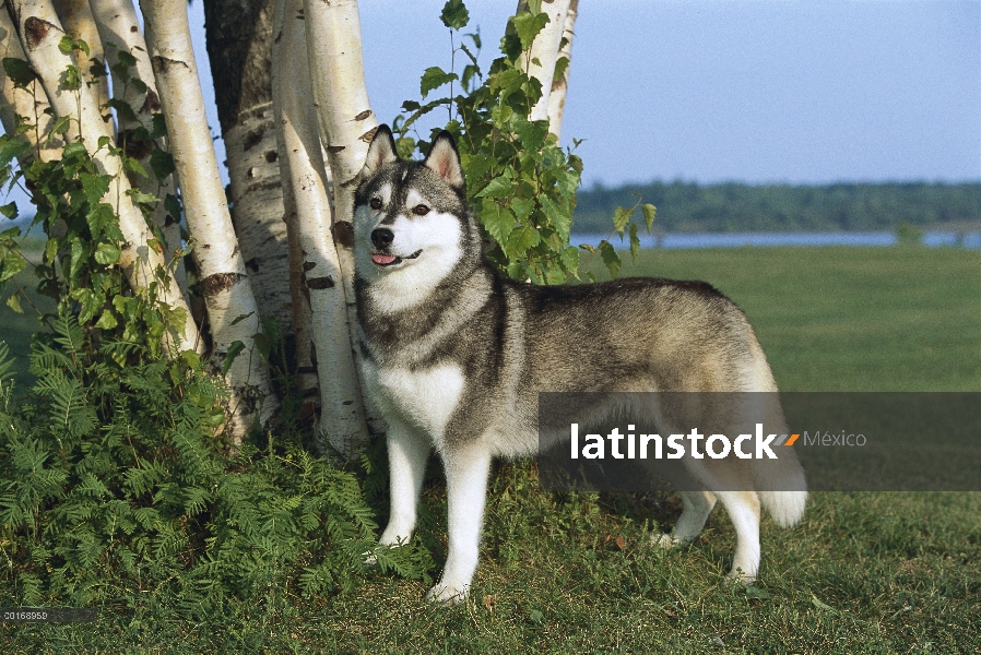 Husky siberiano (Canis familiaris) pie de adultos retrato en césped bajo abedules