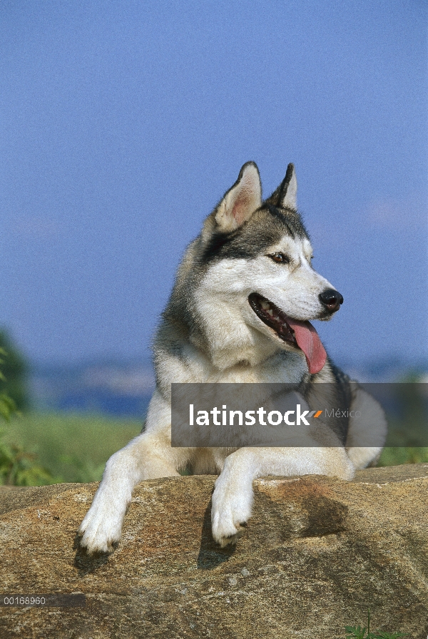 Husky siberiano (Canis familiaris) retrato de un adulto descansando en una roca