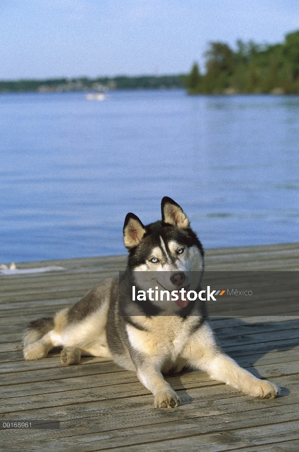 Husky siberiano (Canis familiaris) adulto descansando en un muelle