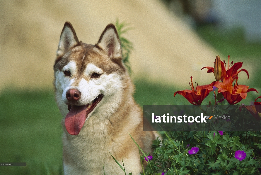 Husky siberiano (Canis familiaris) retrato adultos cerca de flores como lirios flor madera