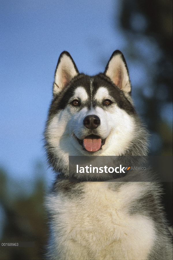 Retrato de adultos de Siberian Husky (Canis familiaris)