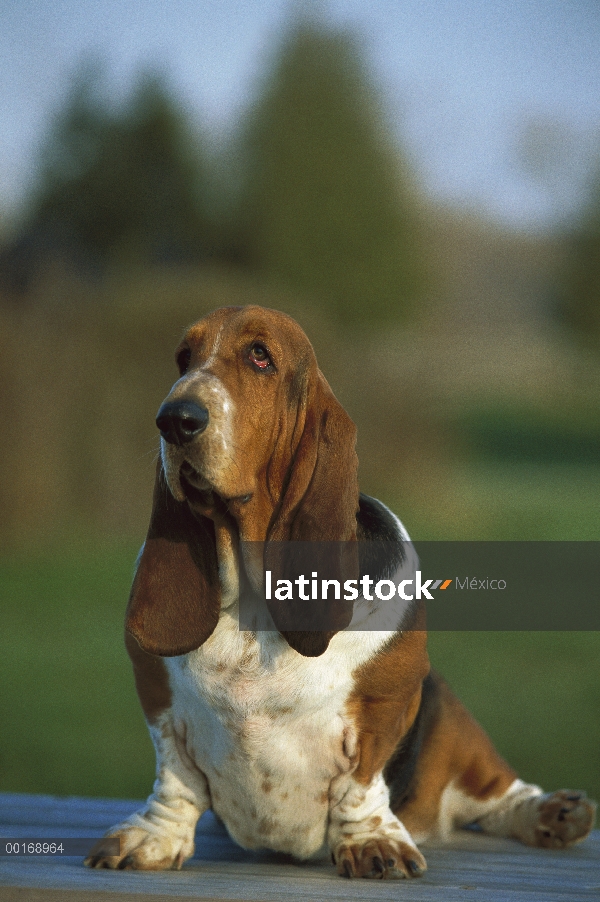 Retrato de adultos Basset Hound (Canis familiaris)