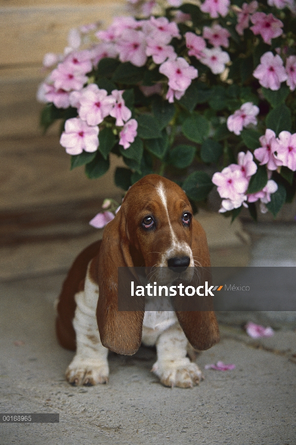 Basset Hound (Canis familiaris) cachorro sentado junto a y urna llenan de flores de impatiens