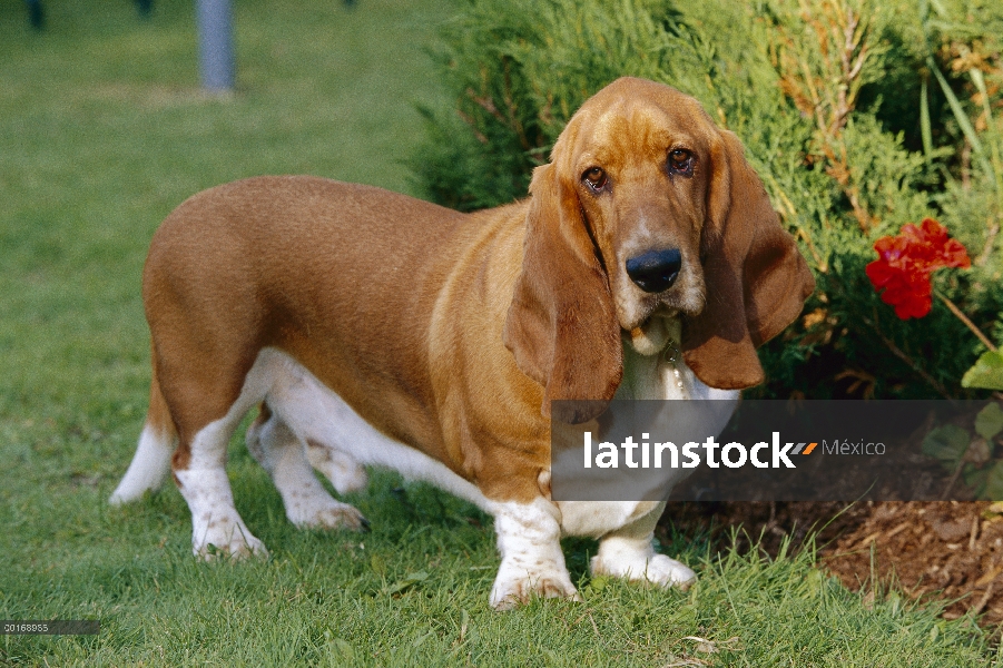 Retrato de adultos Basset Hound (Canis familiaris)