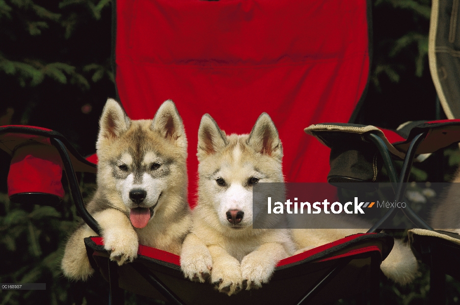 Dos cachorros de Husky siberiano (Canis familiaris) descansando juntos en una silla