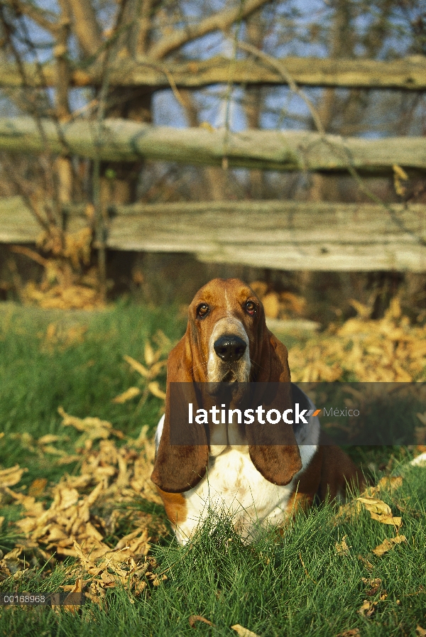 Retrato de adultos Basset Hound (Canis familiaris)