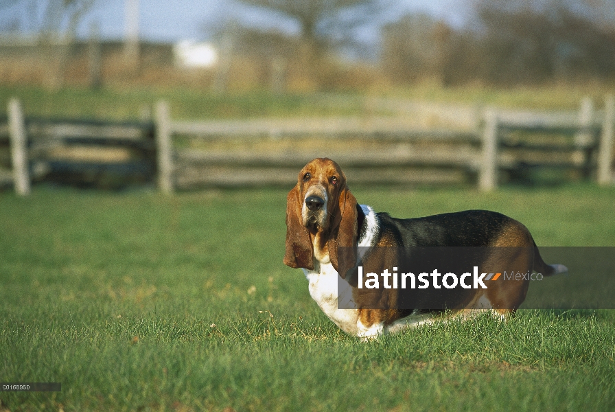 Retrato de adultos Basset Hound (Canis familiaris)