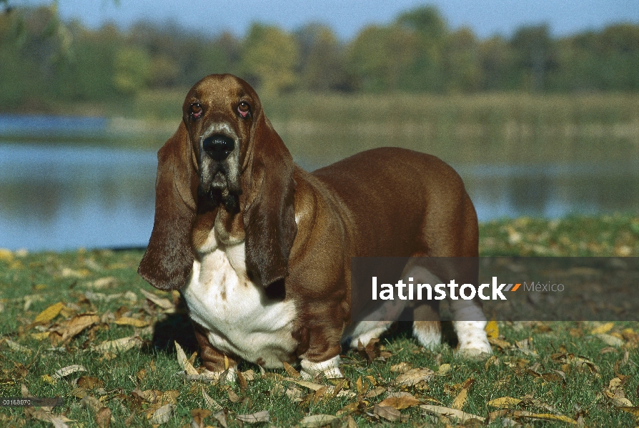 Retrato de adultos Basset Hound (Canis familiaris)