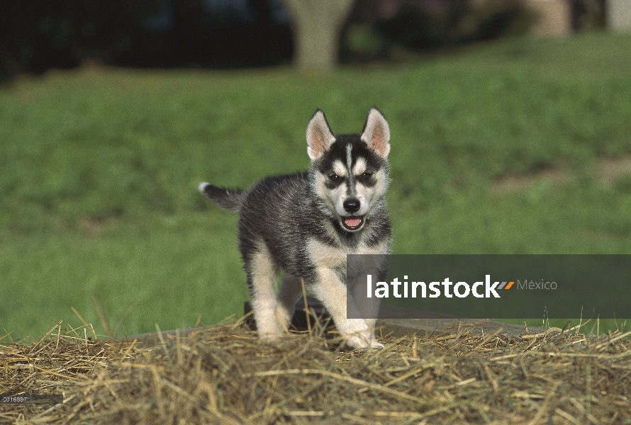 Cachorro de Husky siberiano (Canis familiaris) funcionando