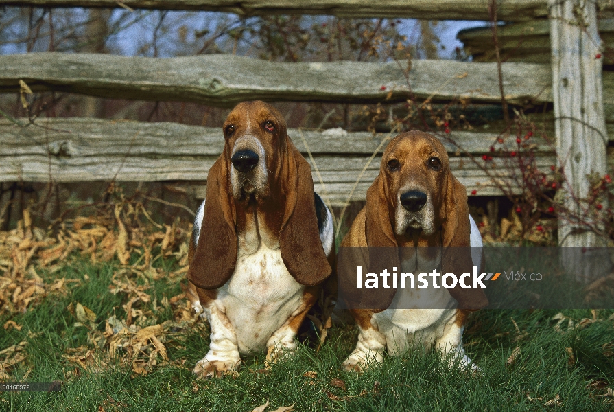 Basset Hound (Canis familiaris) dos adultos sentados juntos cerca de valla