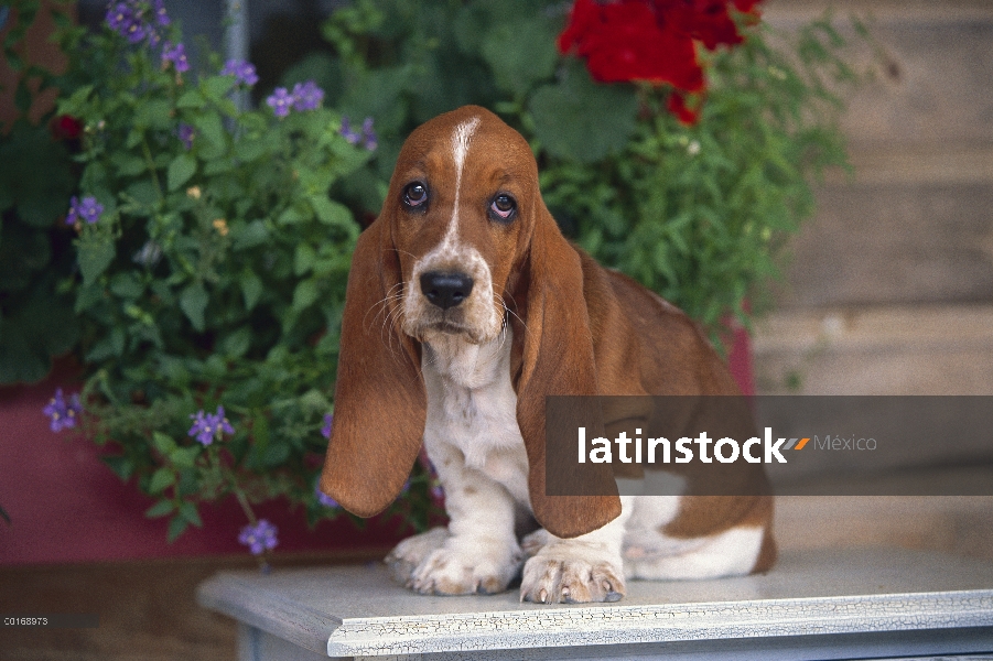 Basset Hound (Canis familiaris) retrato de un cachorro