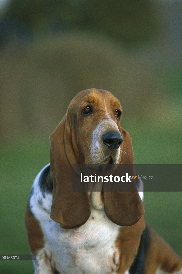 Retrato de adultos Basset Hound (Canis familiaris)