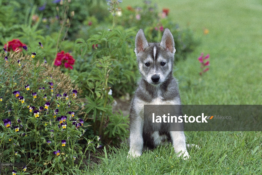 Cachorro de Husky siberiano (Canis familiaris) sentado cerca de flores del jardín