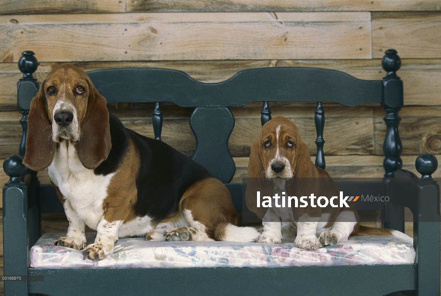 Basset Hound (Canis familiaris) adulto y cachorro sentados juntos en un banco