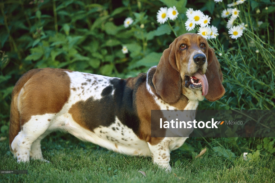 Basset Hound (Canis familiaris) adulto jadeando