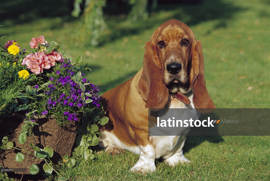 Retrato de adultos Basset Hound (Canis familiaris)