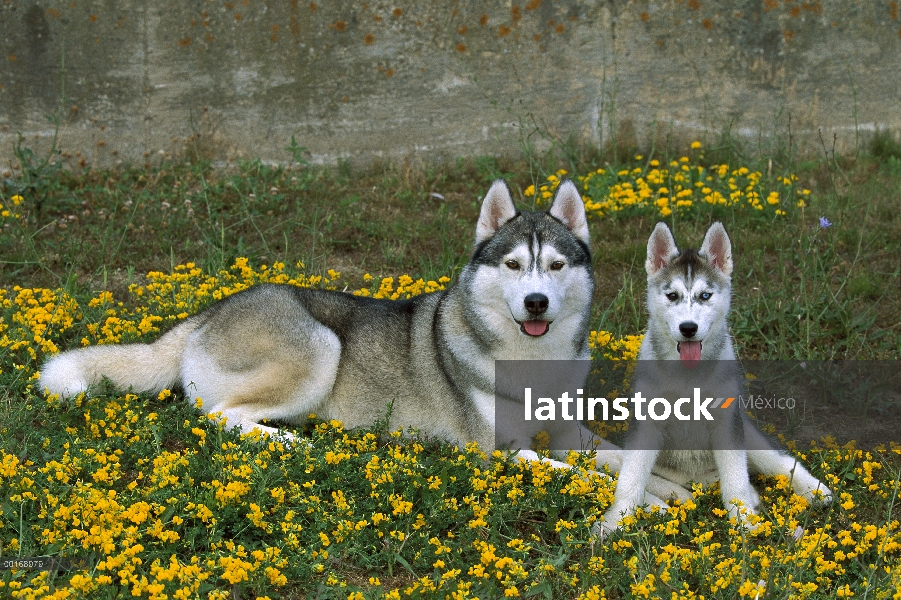 Husky siberiano (Canis familiaris) adulto y cachorro tendido entre flores amarillean juntos