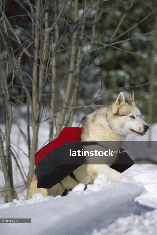 Adulto de Siberian Husky (Canis familiaris) senderismo por la nieve con una mochila