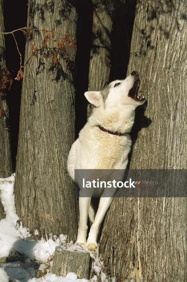 Husky siberiano (Canis familiaris) adulto aullando