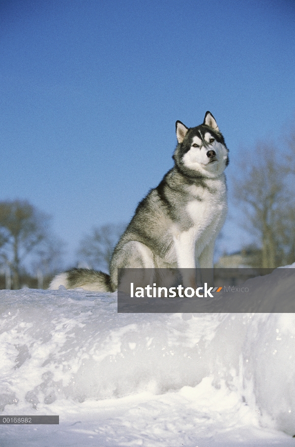 Adulto grande Husky siberiano (Canis familiaris) sentado en la nieve