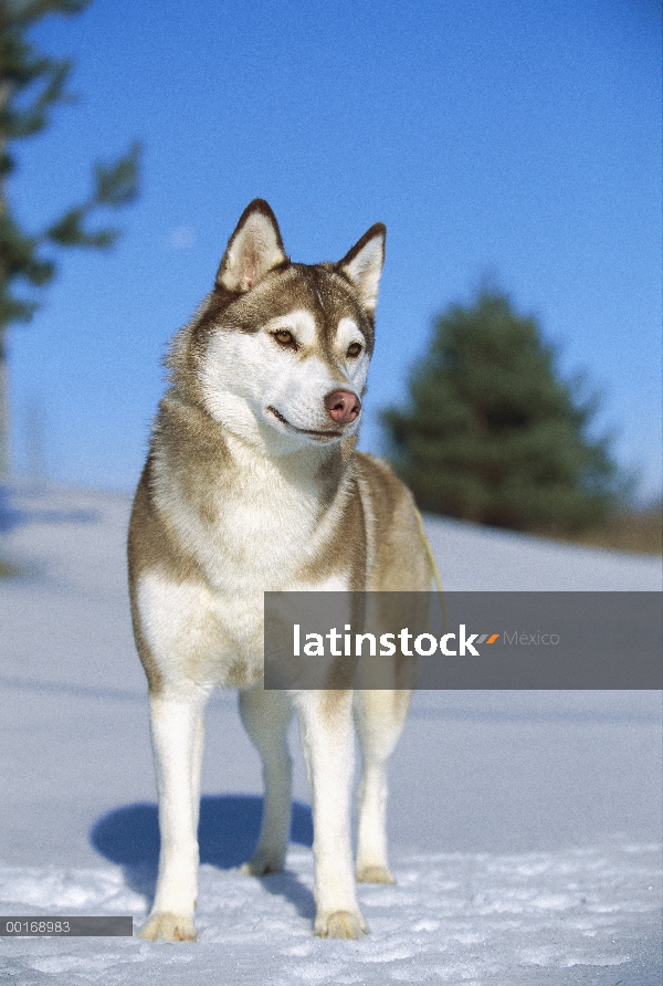 Pie adulto Husky siberiano (Canis familiaris) en la nieve