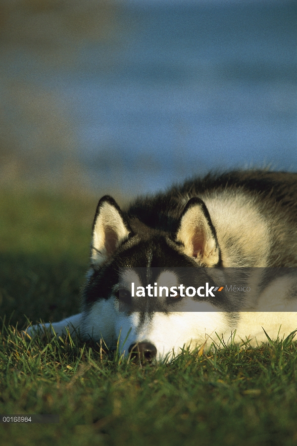 Husky siberiano (Canis familiaris) adulto descansando