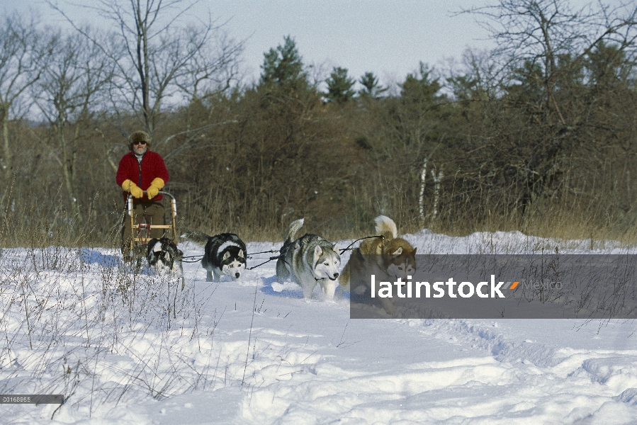 Husky siberiano (Canis familiaris) cuatro adultos tirando a musher de trineos de perros