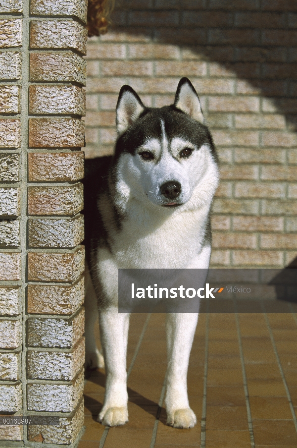 Husky siberiano (Canis familiaris) adulto en baldosa entrada