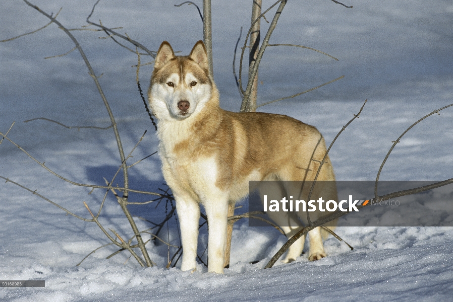 Husky siberiano (Canis familiaris) alerta de adulto de pie en la nieve