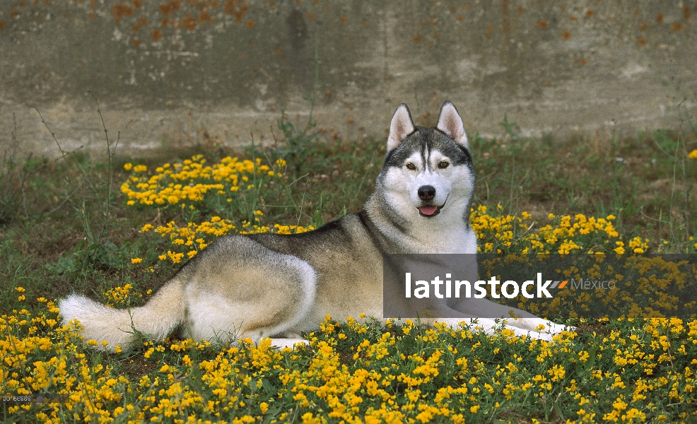 Husky siberiano (Canis familiaris) adulto descansando entre flores amarillas