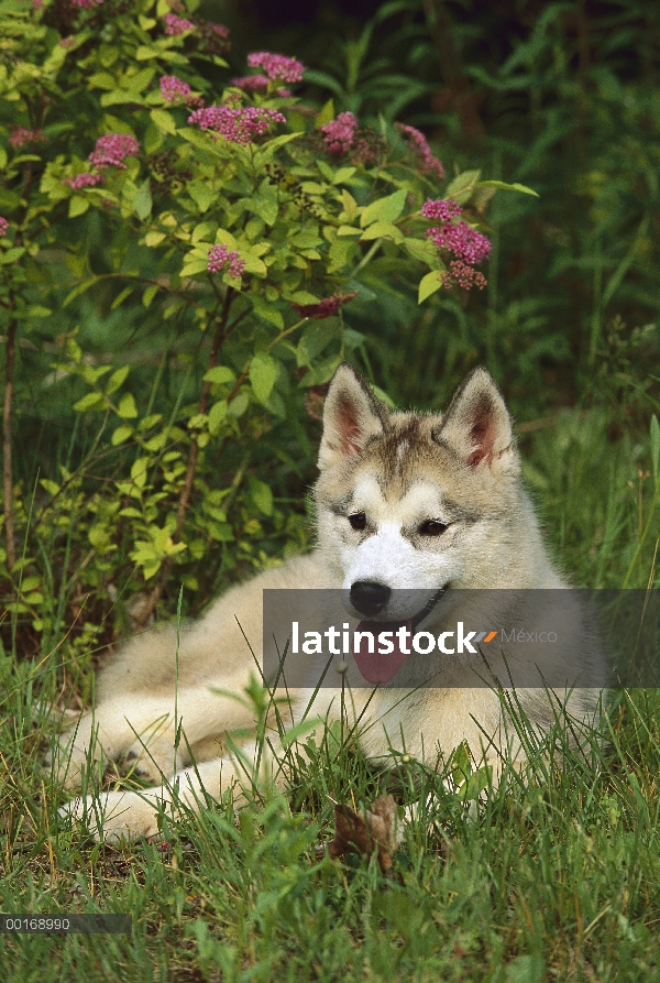 Cachorro de Husky siberiano (Canis familiaris) descansando en la hierba