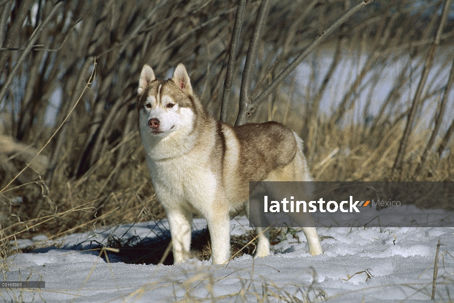 Husky siberiano (Canis familiaris) alerta de adulto de pie en la nieve