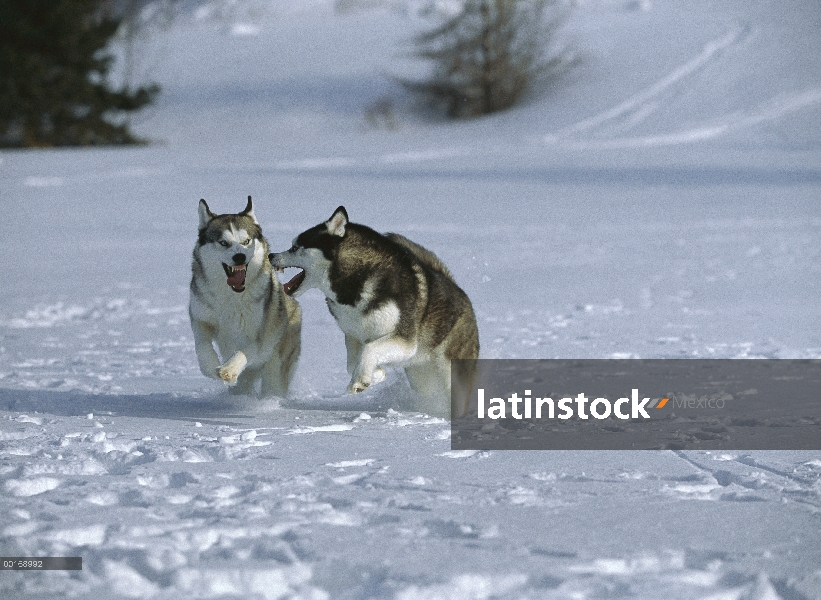 Husky siberiano (Canis familiaris) dos adultos corriendo por la nieve, juego de lucha