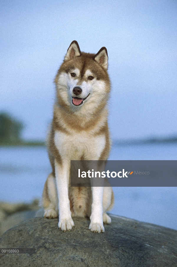 Adultos estar macho Husky siberiano (Canis familiaris)