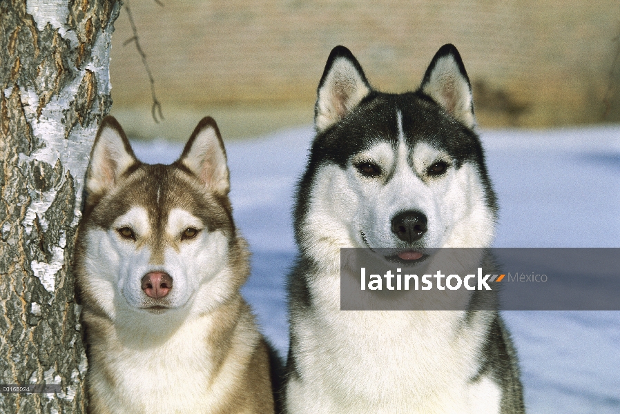 Husky siberiano (Canis familiaris) dos adultos de diferentes colores sentados juntos