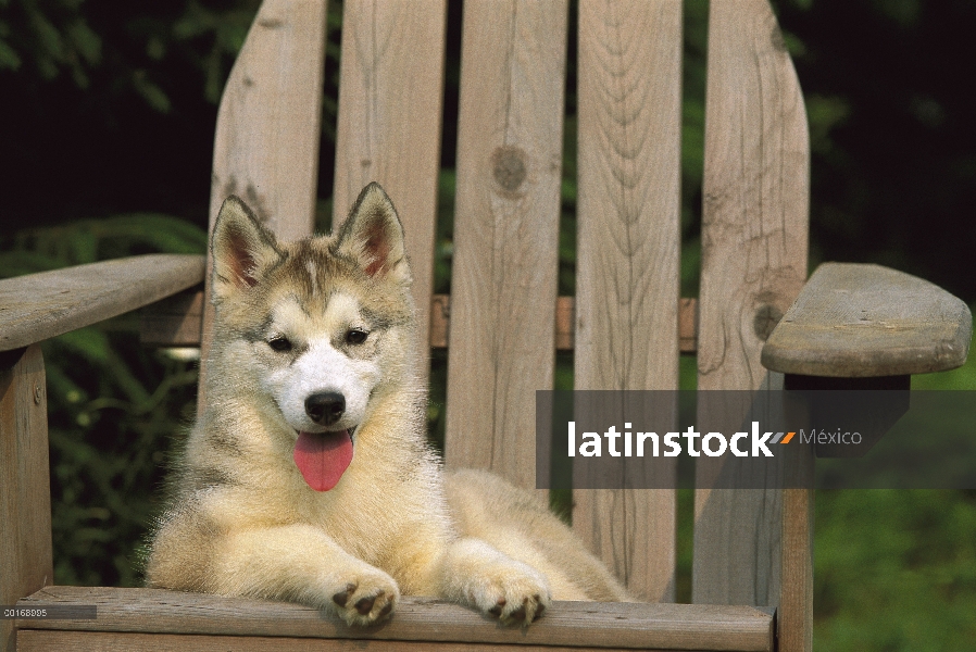 Cachorro de Husky siberiano (Canis familiaris) descansando en una silla