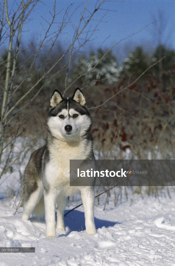 Pie adulto Husky siberiano (Canis familiaris) en la nieve