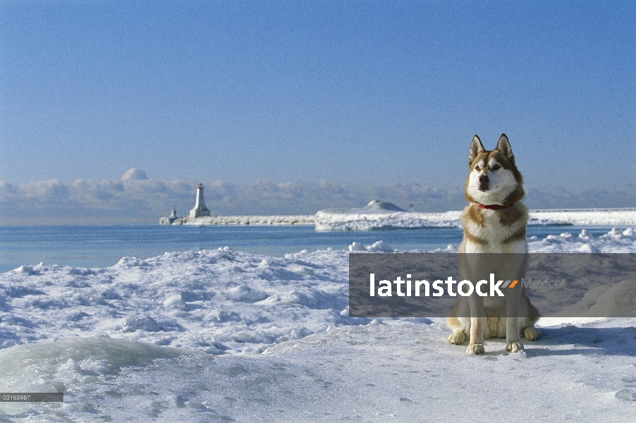 Husky siberiano (Canis familiaris) adulto sentado en la orilla NEVADO con el faro al fondo