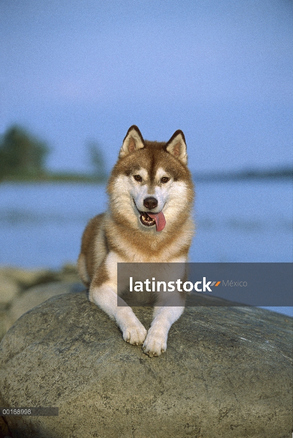 Husky siberiano (Canis familiaris) adulto jadeando