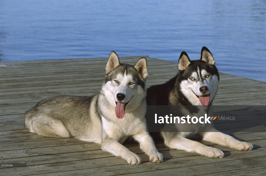 Husky siberiano (Canis familiaris) dos adultos jadeando