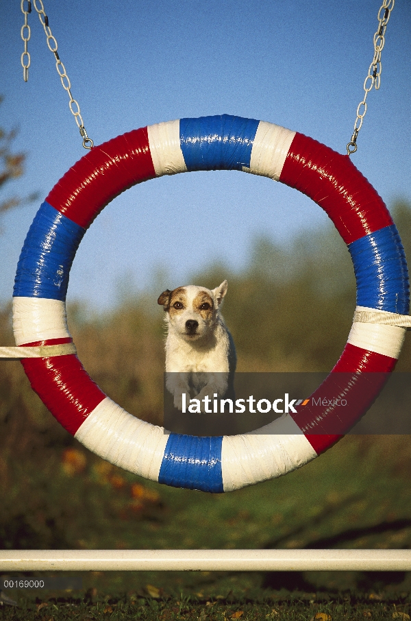 Jack Russell o Parson Terrier (Canis familiaris) adultos saltando a través de neumático de agilidad