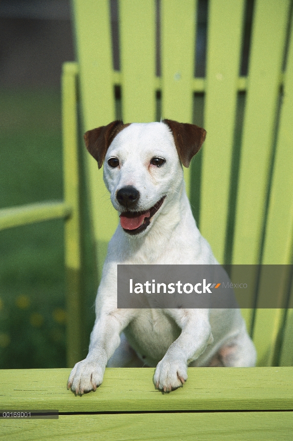 Jack Russell o Parson Terrier (Canis familiaris) adulto descansando en la silla