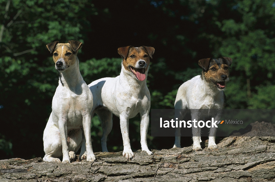 Jack Russell o Parson Terrier (Canis familiaris) tres adultos