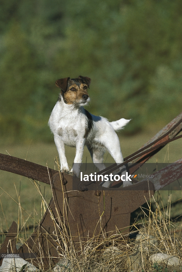 Jack Russell o Parson Terrier (Canis familiaris) adulto en maquinaria agrícola